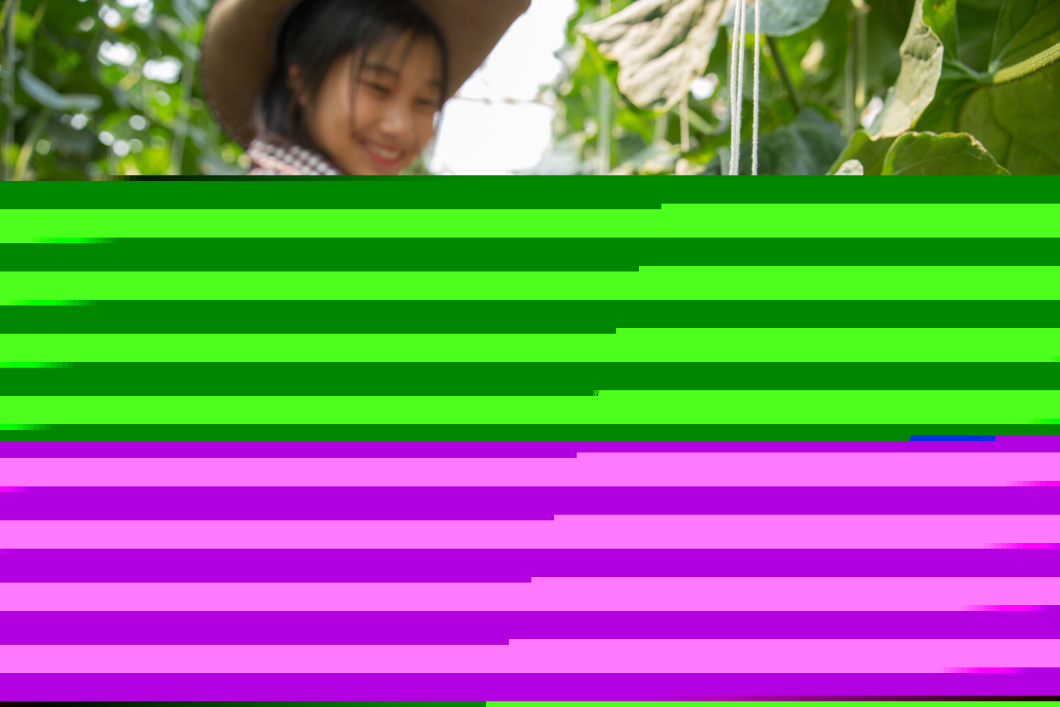 ฟาร์มเมล่อน